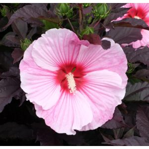   Hibiscus moscheutos Summerific Starry Night - Mocsári hibiszkusz