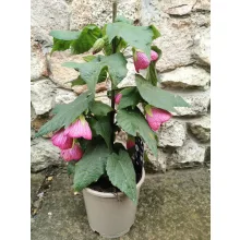 Selyemmályva - Abutilon sp Lila