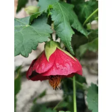 Abutilon sp Red - Selyemmályva