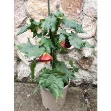 Abutilon sp Red - Selyemmályva