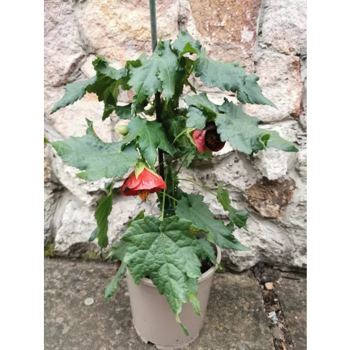 Abutilon sp Red - Selyemmályva