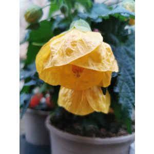 Selyemmályva - Abutilon sp Yellow