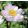 Anemone x hybrida Royal Candy - Szellőrózsa