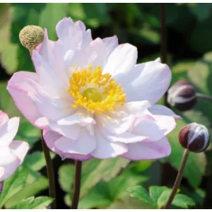 Anemone x hybrida Royal Candy - Szellőrózsa