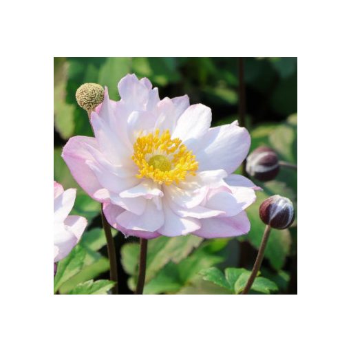 Anemone x hybrida Royal Candy - Szellőrózsa