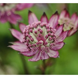 Astrantia major Burgundy Manor - Völgycsillag