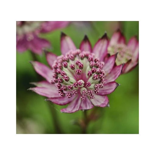 Astrantia major Burgundy Manor - Völgycsillag