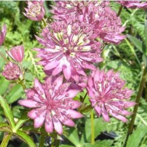 Astrantia major Lola - Völgycsillag