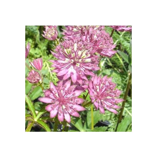 Astrantia major Lola - Völgycsillag