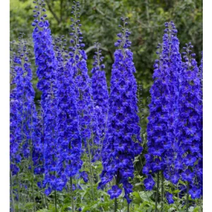 Delphinium Faust - Évelő szarkaláb