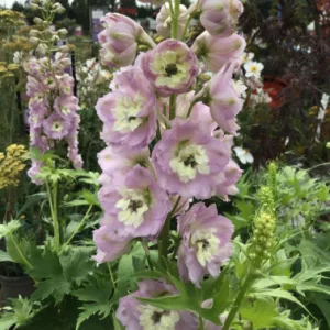 Delphinium PARAMO Rosa - Évelő szarkaláb