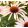 Echinacea Blushing Meadow Mama - Kasvirág