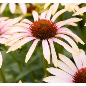 Echinacea Blushing Meadow Mama - Kasvirág