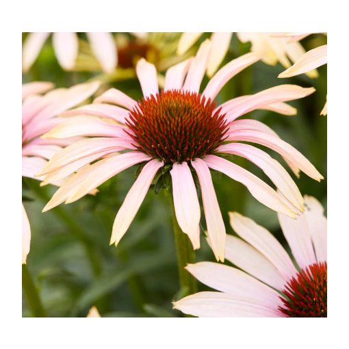 Echinacea Blushing Meadow Mama - Kasvirág
