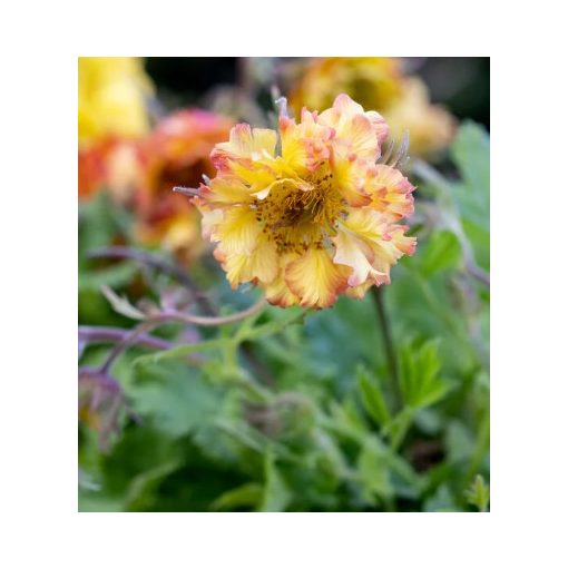 Geum Can Can - Gyömbérgyökér