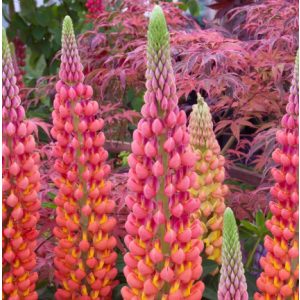 Lupinus polyphyllus WEST Country Terracotta - Csillagfürt