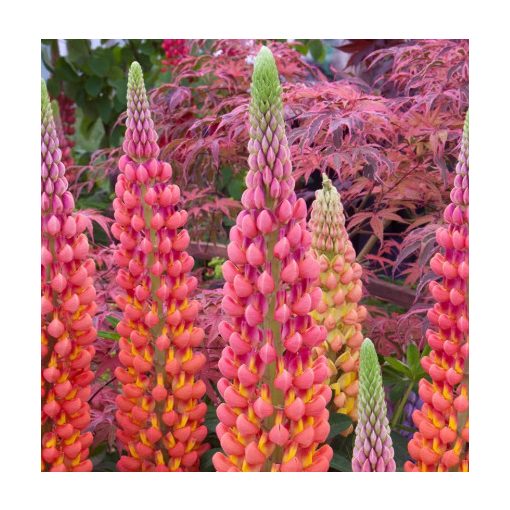Lupinus polyphyllus WEST Country Terracotta - Csillagfürt