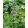 Phlomis JS Torch of Heaven - Macskahere