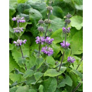 Phlomis JS Torch of Heaven - Macskahere