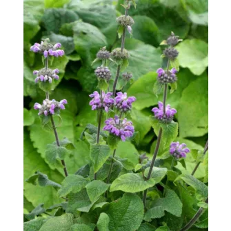 Macskahere (Phlomis)