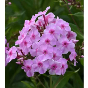 Phlox paniculata Uptown Girl - Bugás lángvirág