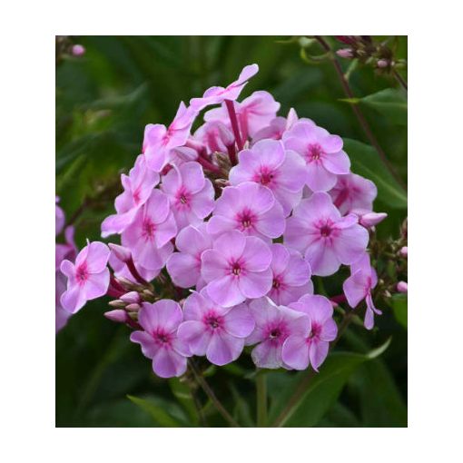Phlox paniculata Uptown Girl - Bugás lángvirág