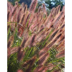 Pennisetum alopecuroides Ginger Love - Tollborzfű