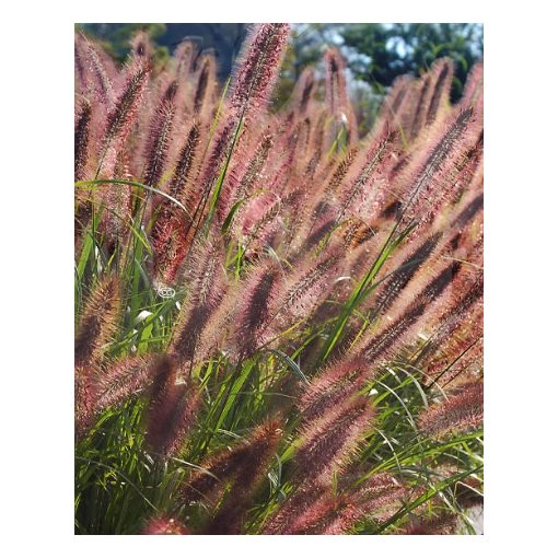 Pennisetum alopecuroides Ginger Love - Tollborzfű