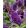 Buddleja davidii Butterfly Candy Little Purple - Törpe nyáriorgona