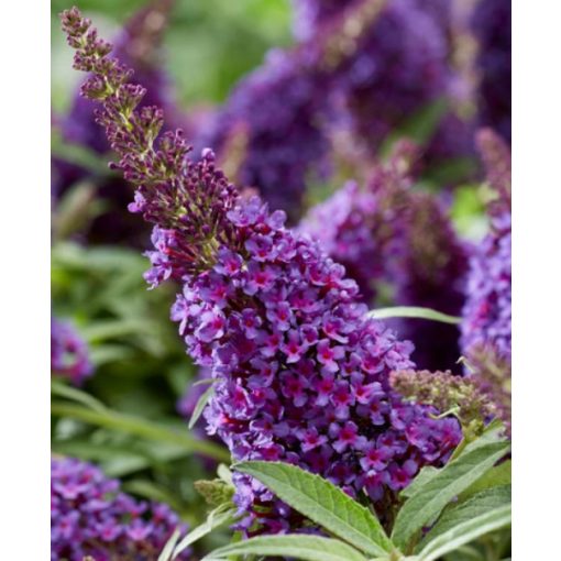 Buddleja davidii Butterfly Candy Little Purple - Törpe nyáriorgona