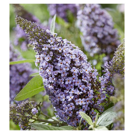 Buddleja davidii Butterfly Candy Little Sweetheart - Törpe nyáriorgona