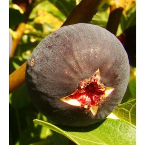 Ficus carica Babits - Füge