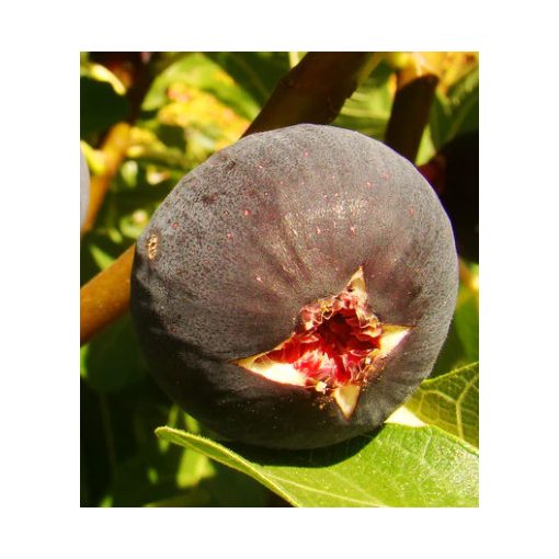 Ficus carica Babits - Füge