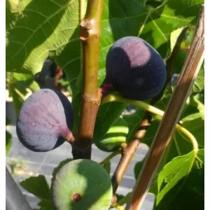 Ficus carica Smyrna - Füge