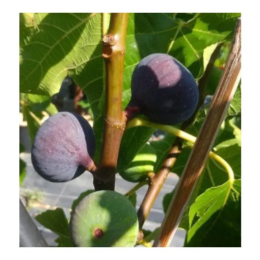 Ficus carica Smyrna - Füge