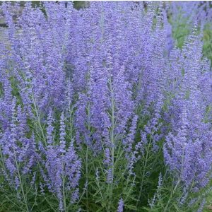 Perovskia atriplicifolia Crazy Blue - Sudárzsálya