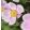 Anemone hybrida Royal Blush - Szellőrózsa