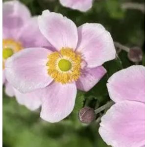Anemone hybrida Royal Blush - Szellőrózsa