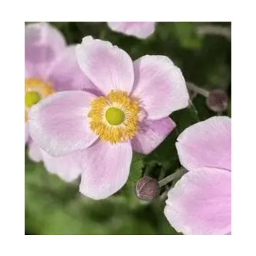 Anemone hybrida Royal Blush - Szellőrózsa