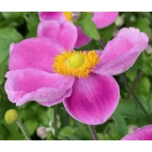 Anemone hybrida Royal Pink - Szellőrózsa