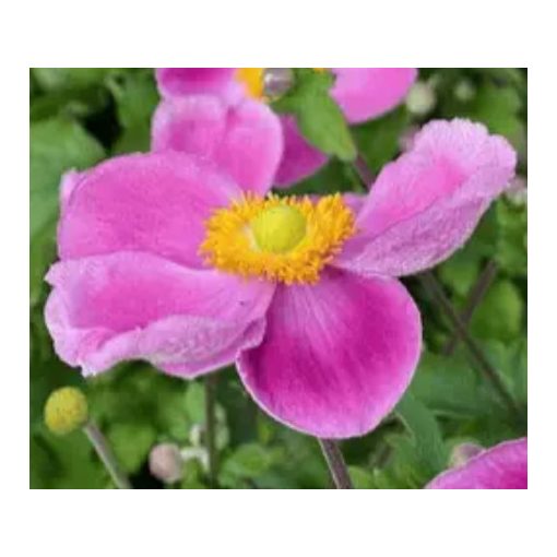 Anemone hybrida Royal Pink - Szellőrózsa