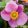 Anemone hybrida Summer Breeze Picotee - Szellőrózsa