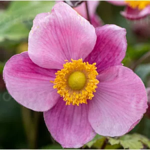 Anemone hybrida Summer Breeze Picotee - Szellőrózsa