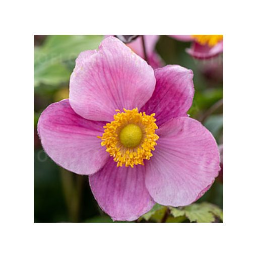 Anemone hybrida Summer Breeze Picotee - Szellőrózsa