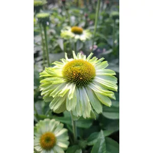 Echinacea Sunseekers Apple Green - Kasvirág