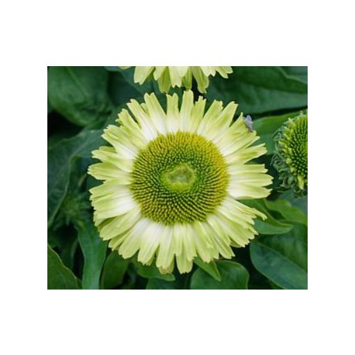 Echinacea Sunseekers Apple Green - Kasvirág