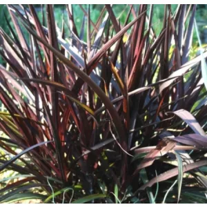 Pennisetum glaucum Princess Caroline - Tollborzfű