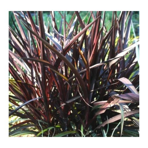 Pennisetum glaucum Princess Caroline - Tollborzfű
