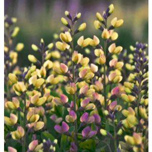 Baptisia DECADENCE Pink Lemonade - Borsófürt