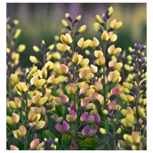 Baptisia DECADENCE Pink Lemonade - Borsófürt